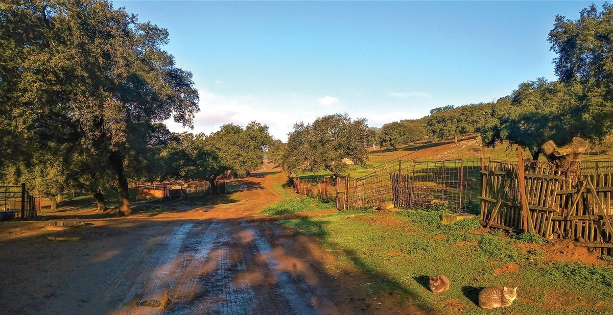 La Via de la Plata and Camino Sanabres (ENG) - verslanature.fr